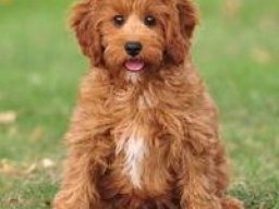 cavapoo_20211218_1126118061